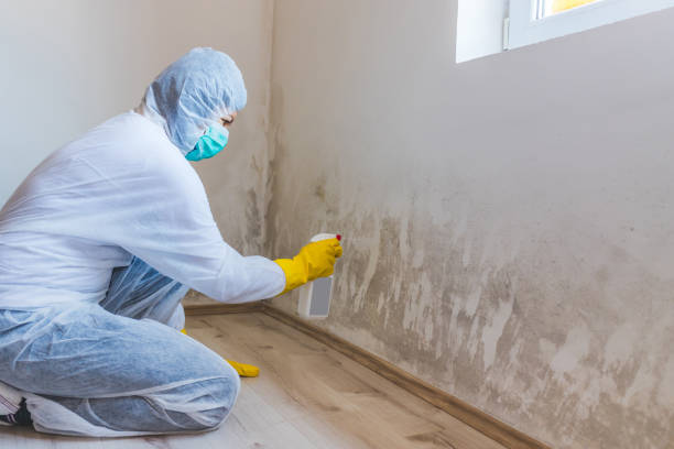 Professional mold removal team in Lewisburg