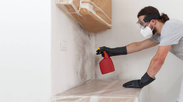 Basement Mold Remediation treatment on basement walls in Lewisburg